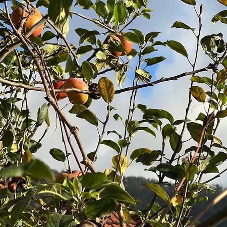 Casa Morena - Private Tropical Oasis *